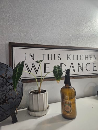 Customer photo review of Houseplant Pest Spray