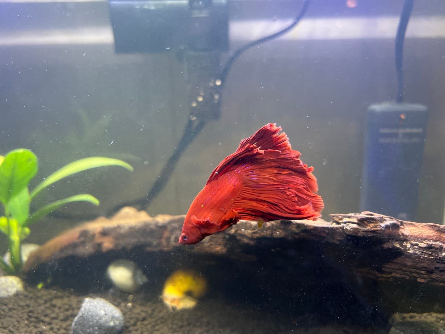 Customer photo review of Super Red Halfmoon Male Betta Fish