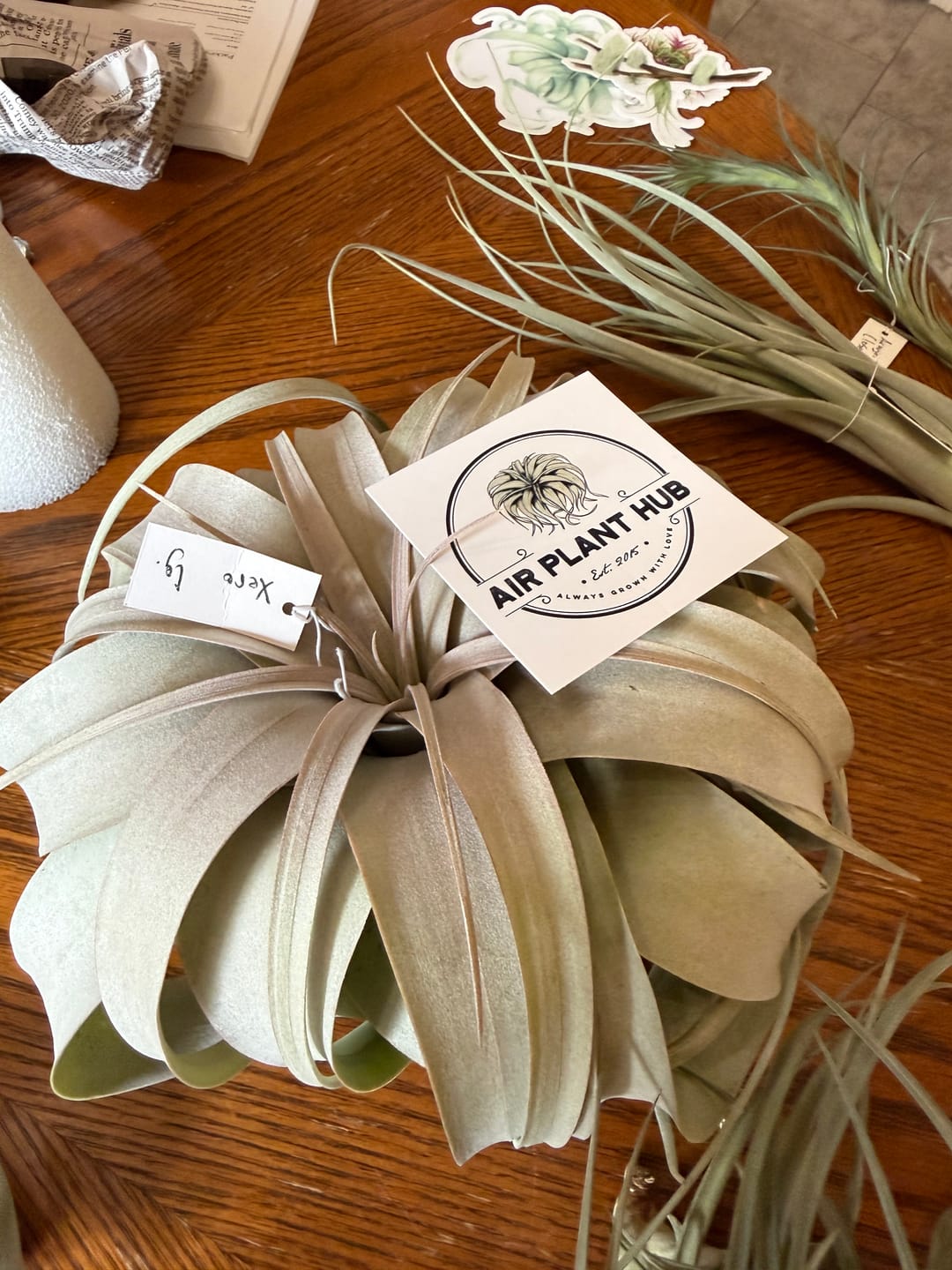 Customer photo review of Xerographica Thick Leaf Form  *Cannot Be Shipped Internationally*
