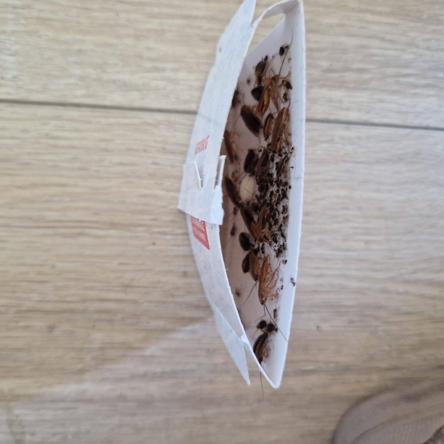 Customer photo review of Schaben-Falle 12 Stück