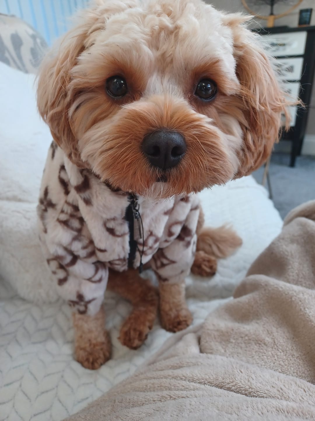 Customer photo review of Mayfair Fur Dog Coat