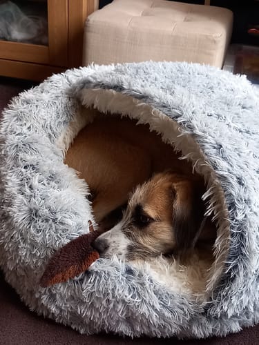 Customer photo review of Super Plush Cove Bed