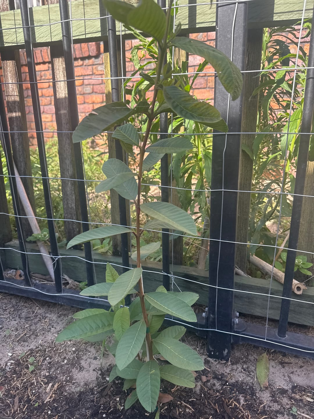 Customer photo review of Guava - Thai / Indian