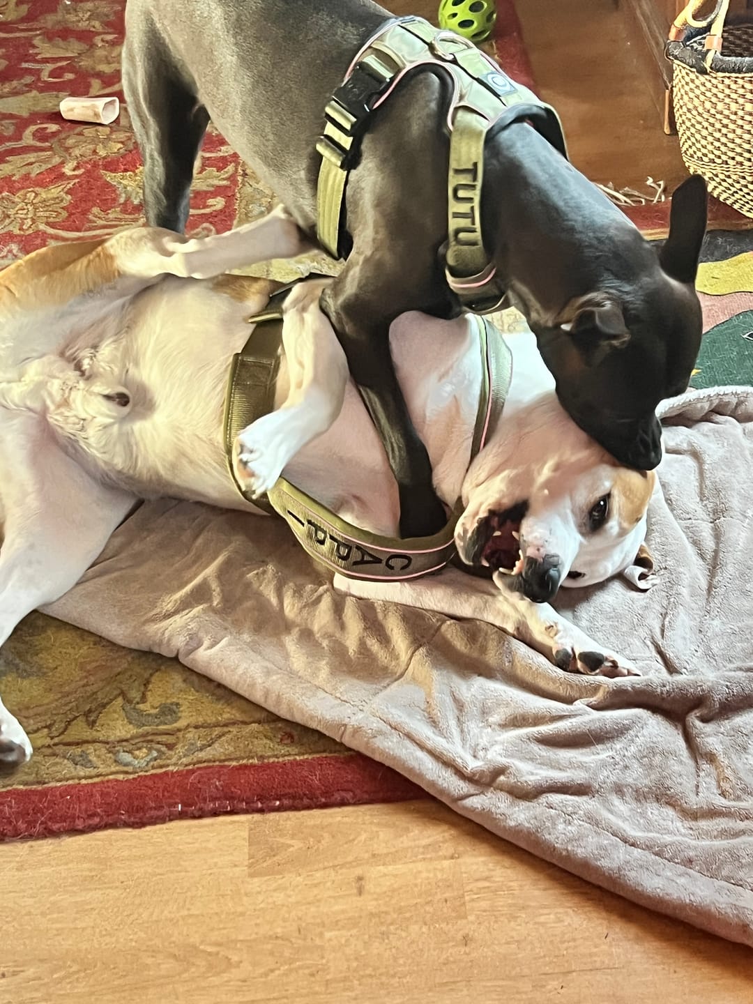 Customer photo review of Comfort Premium Harness | Non Restrictive - Khaki