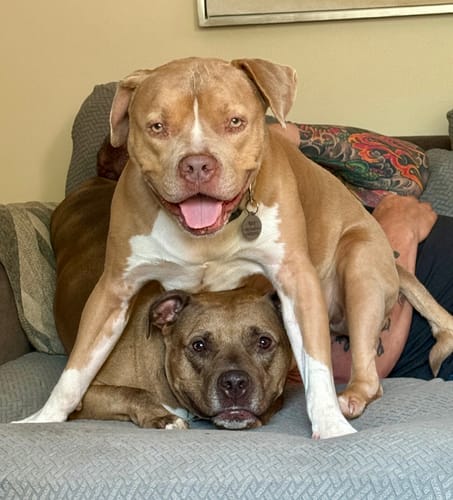 Customer photo review of No Pull Bully Proof Harness