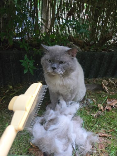 Customer photo review of FellFix™ Pro - Tierhaarbürste