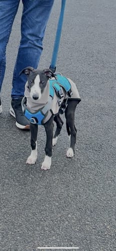 Customer photo review of Sighthound Escape Proof Harness