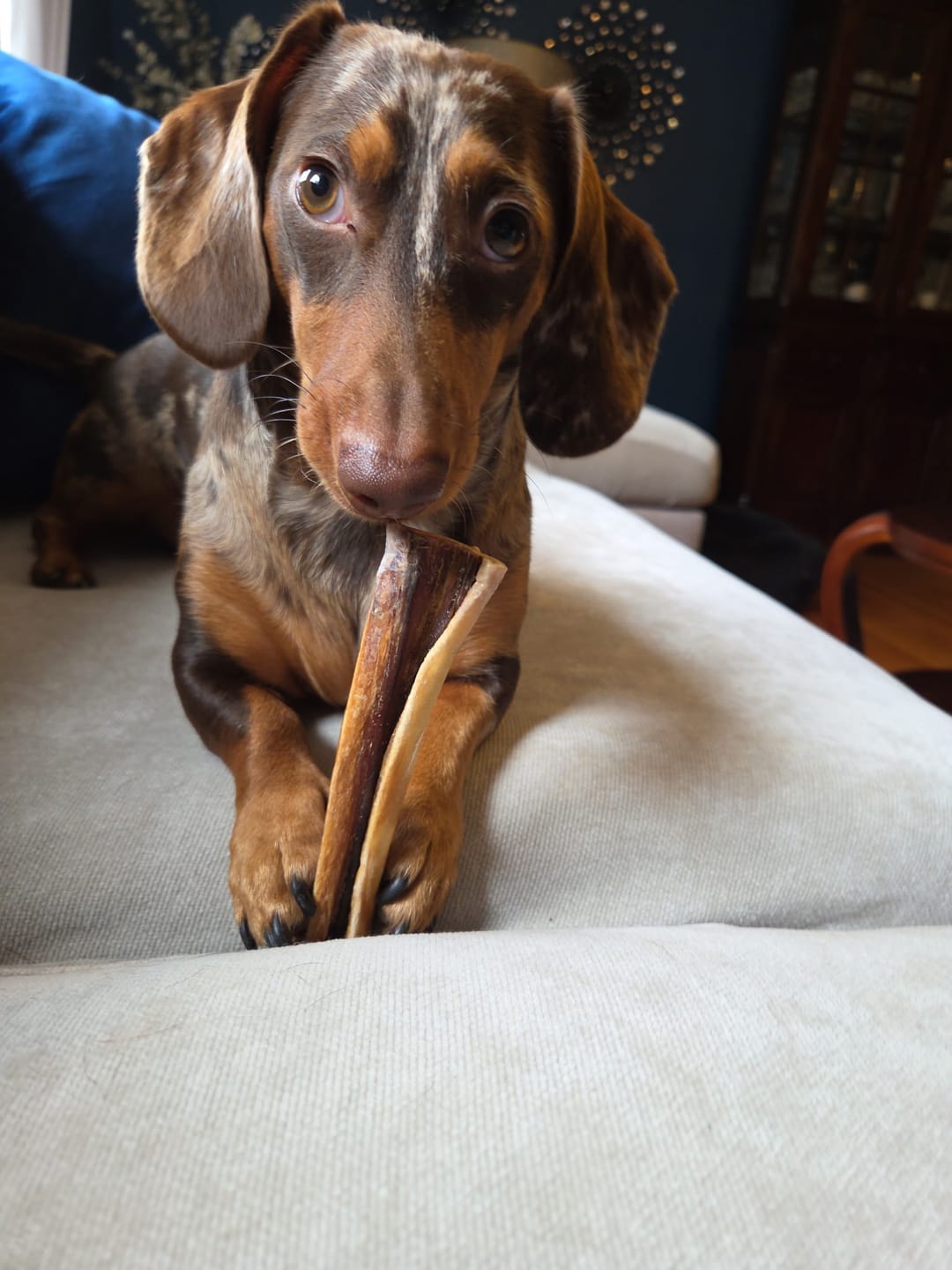 Customer photo review of 6 Inch Power Bully Sticks