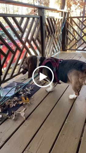 Customer video review of Smoked Beef Marrow Bone