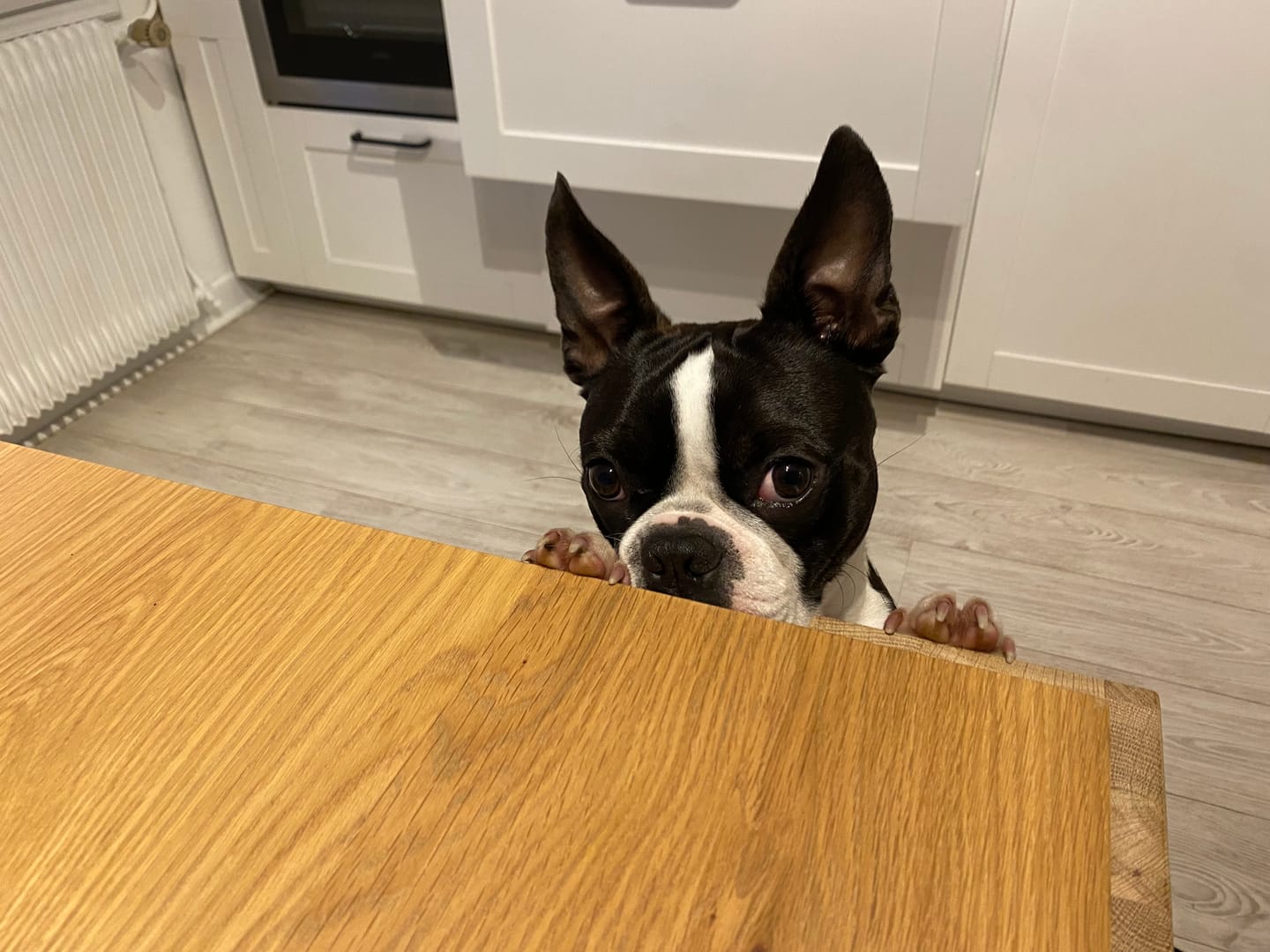 Customer photo review of Poulet & Citrouille - Chien Moyenne & Grande race
