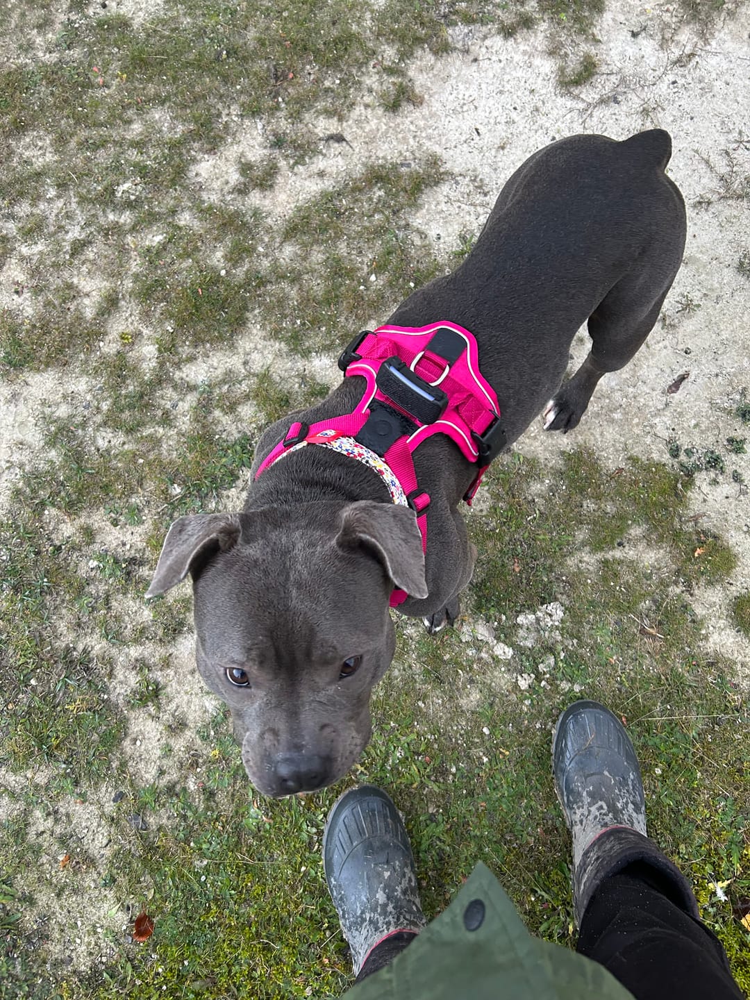 Customer photo review of Anti Pull Hurricane Harness Lighter | With Handle - Carminerose
