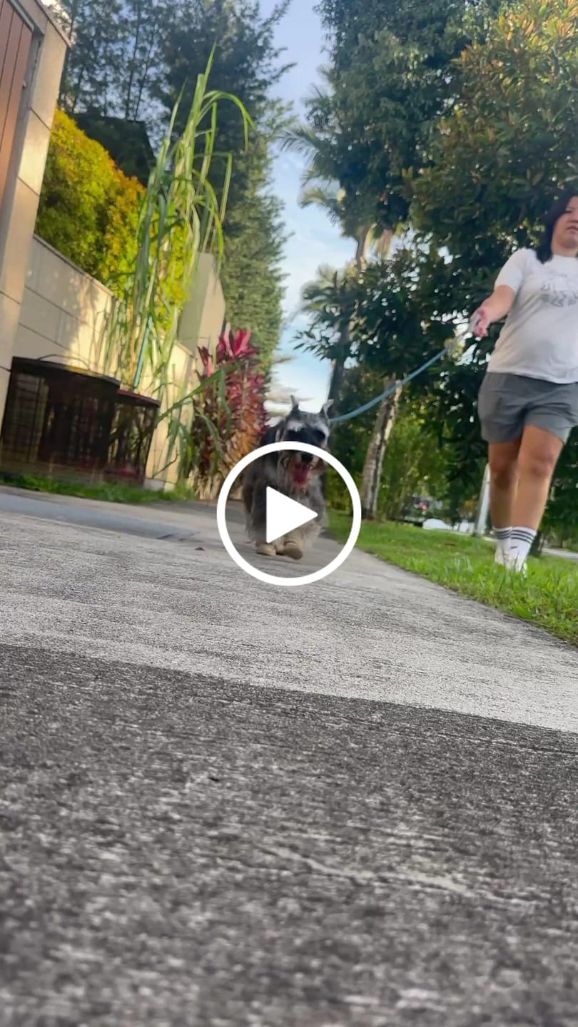 Customer video review of Caesar 1