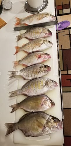 Customer photo review of 9'4" No Excuses Surf Travel Rod with Tube Medium-Heavy Action 3/4oz to 3oz