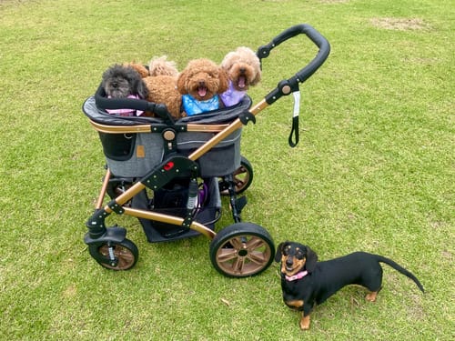 Customer photo review of Pet Stroller with ISO-FIX Car Carrier