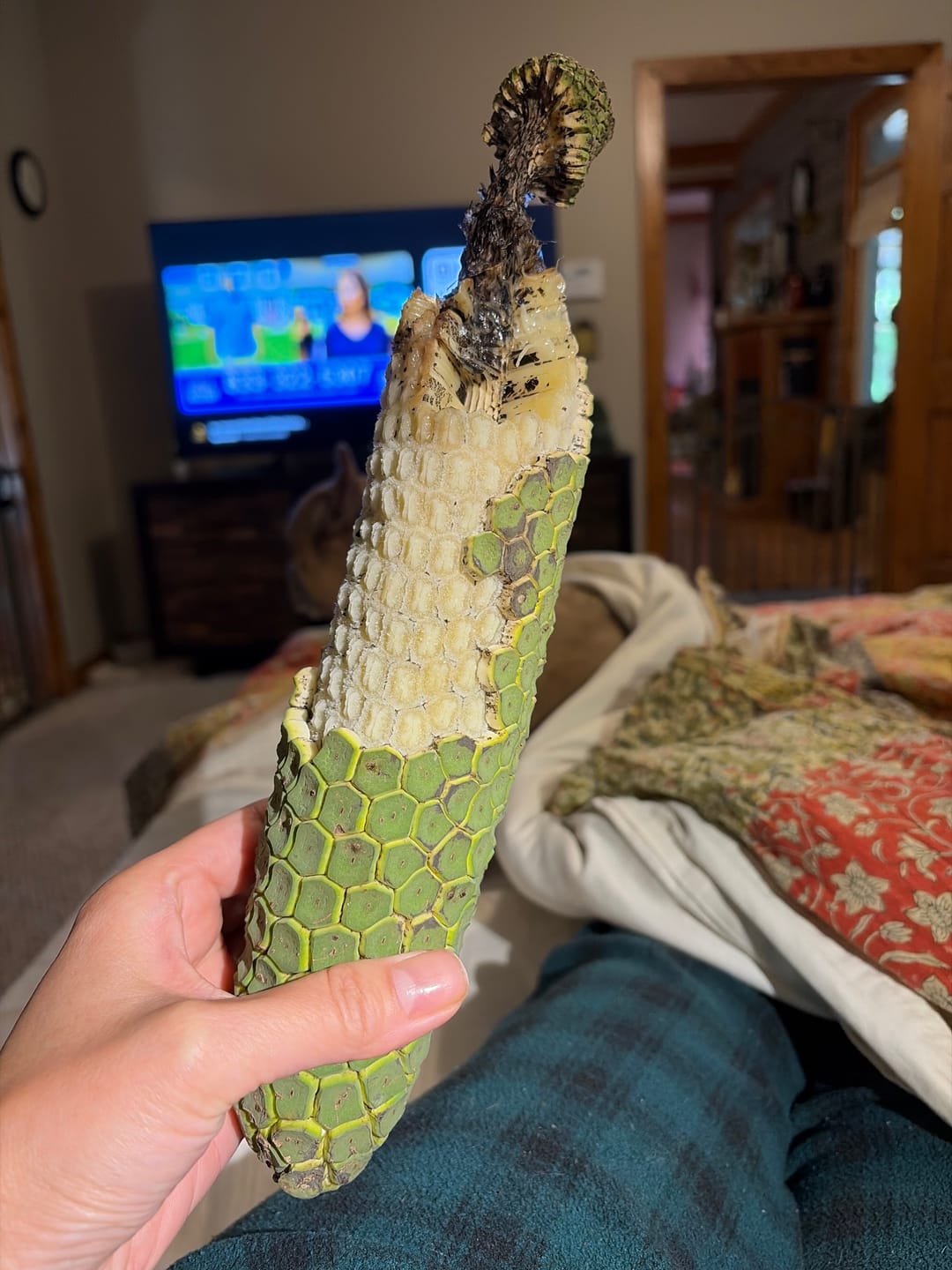 Customer photo review of Monstera Deliciosa