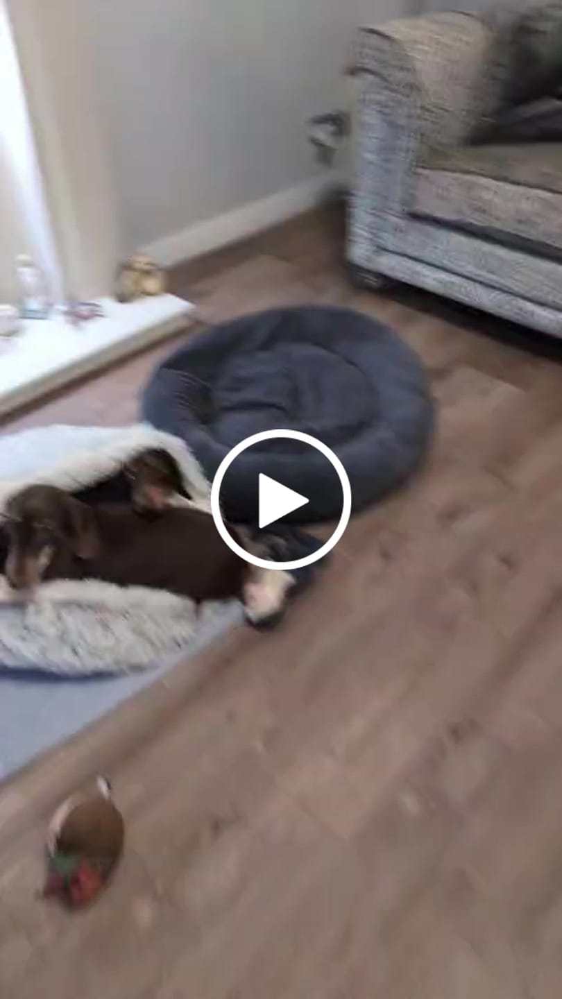 Customer video review of Burrow Buddy™ - Pet Bed