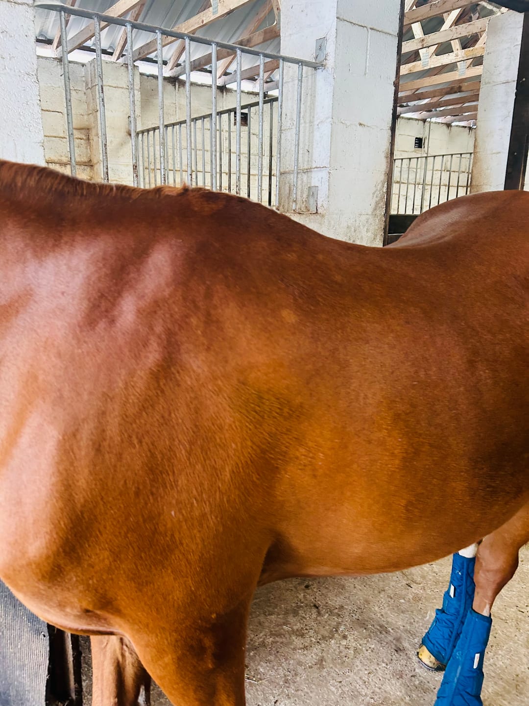 Customer photo review of Horse Gel