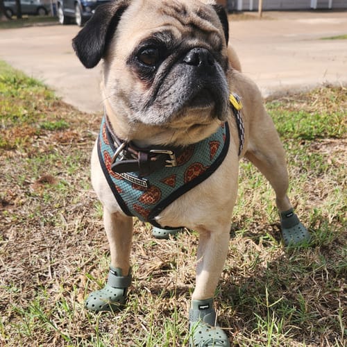 Customer photo review of WagWellies® Mojave