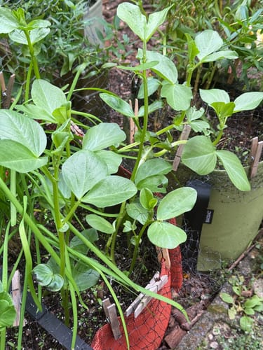 Customer photo review of Fava Bean