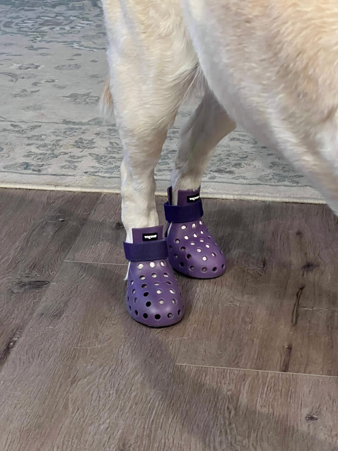 Customer photo review of WagWellie® Mojave Single