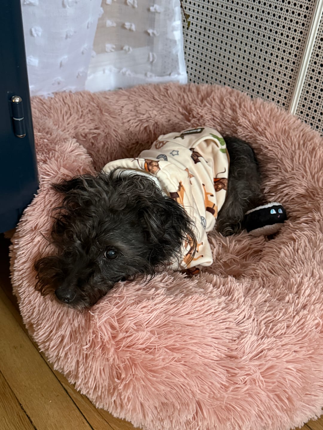 Customer photo review of Rodeo Dog Hoodie