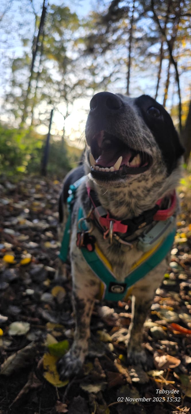 Customer photo review of Slip on Harness | Foam Padded - Turquoise x Yellow