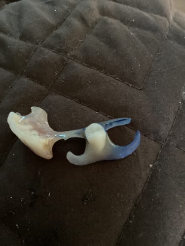 Customer photo review of Ultra Methylene Blue - Fresh Mint Flavor