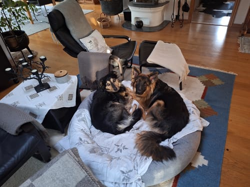 Customer photo review of CalmBed: En skön hundbädd där hunden sover djupare