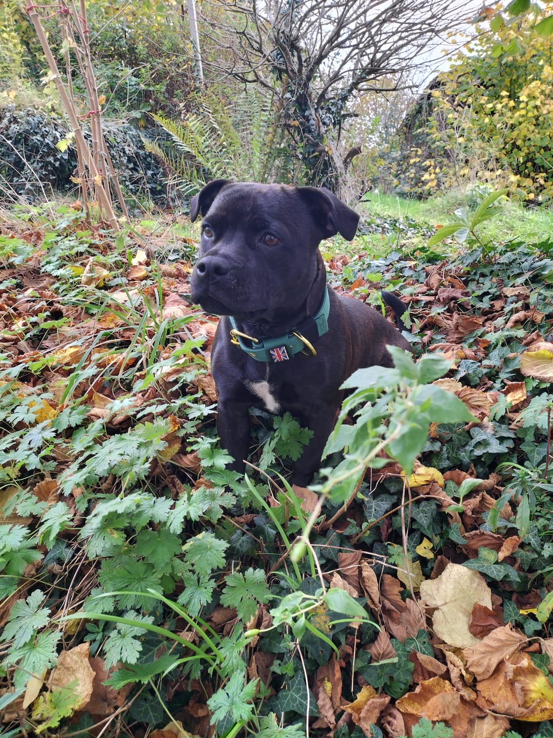 Customer photo review of Staffordshire Bull Terrier 1935® Nylon Collar - Pine Green
