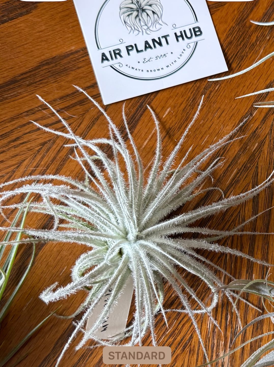 Customer photo review of Tectorum Ecuador  (AKA Snowball)