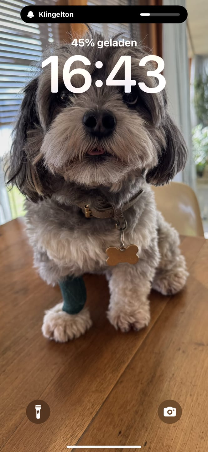 Customer photo review of DOG-ICE