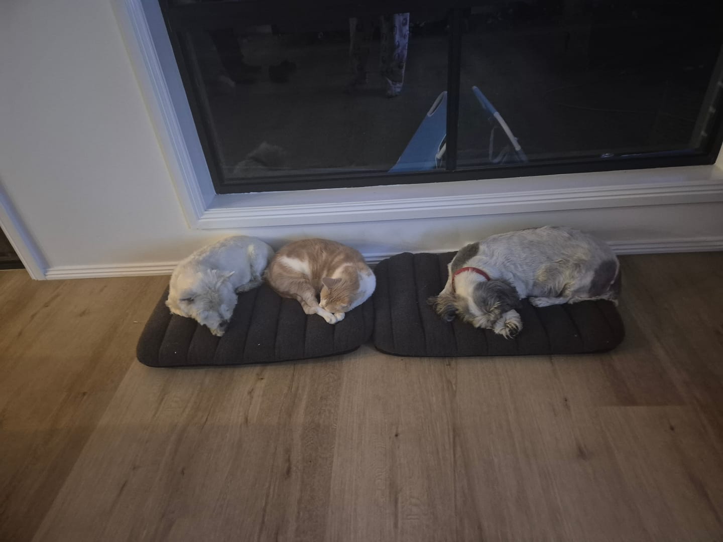 Customer photo review of Orthopedic Dog Bed – Egg Foam, Waterproof & Washable