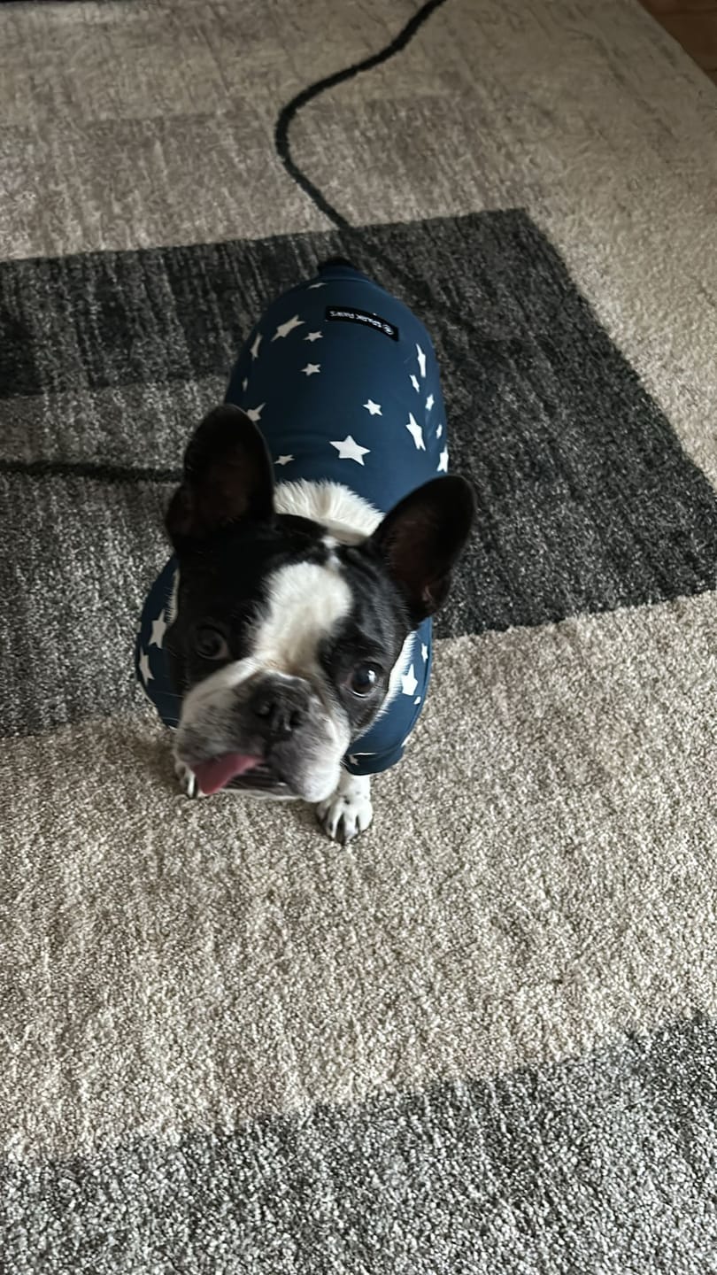 Customer photo review of Dog Pajama - Stars