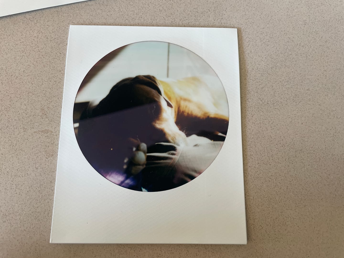 Customer photo review of Polaroid Color 600 Instant Film - Round Frame Edition