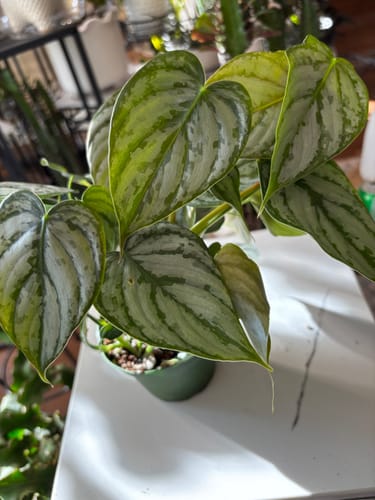 Customer photo review of Philodendron brandtianum