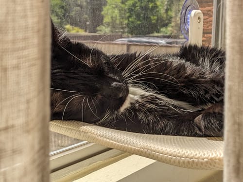 Customer photo review of Foldable Cat Window Hammock with Strong Suction Cups