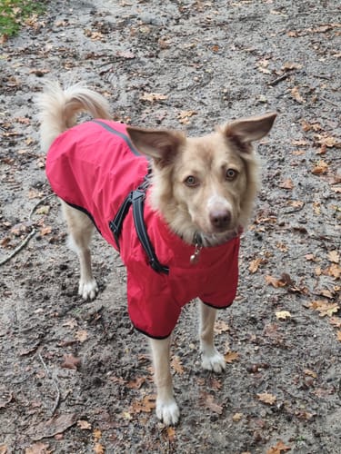 Customer photo review of Verano - Lightweight Waterproof Dog Coat with Built in Harness