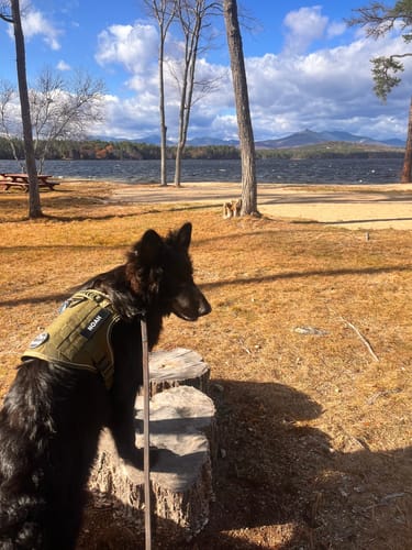Customer photo review of NEW Upgraded Tactical No-Pull Team K9™ Dog Harness with 4 Quick-Release Metal Buckles, Reinforced Front & Back D-Rings, Hook & Loop Panels, Adjustable Straps, Reflective Strips, & Top Handle
