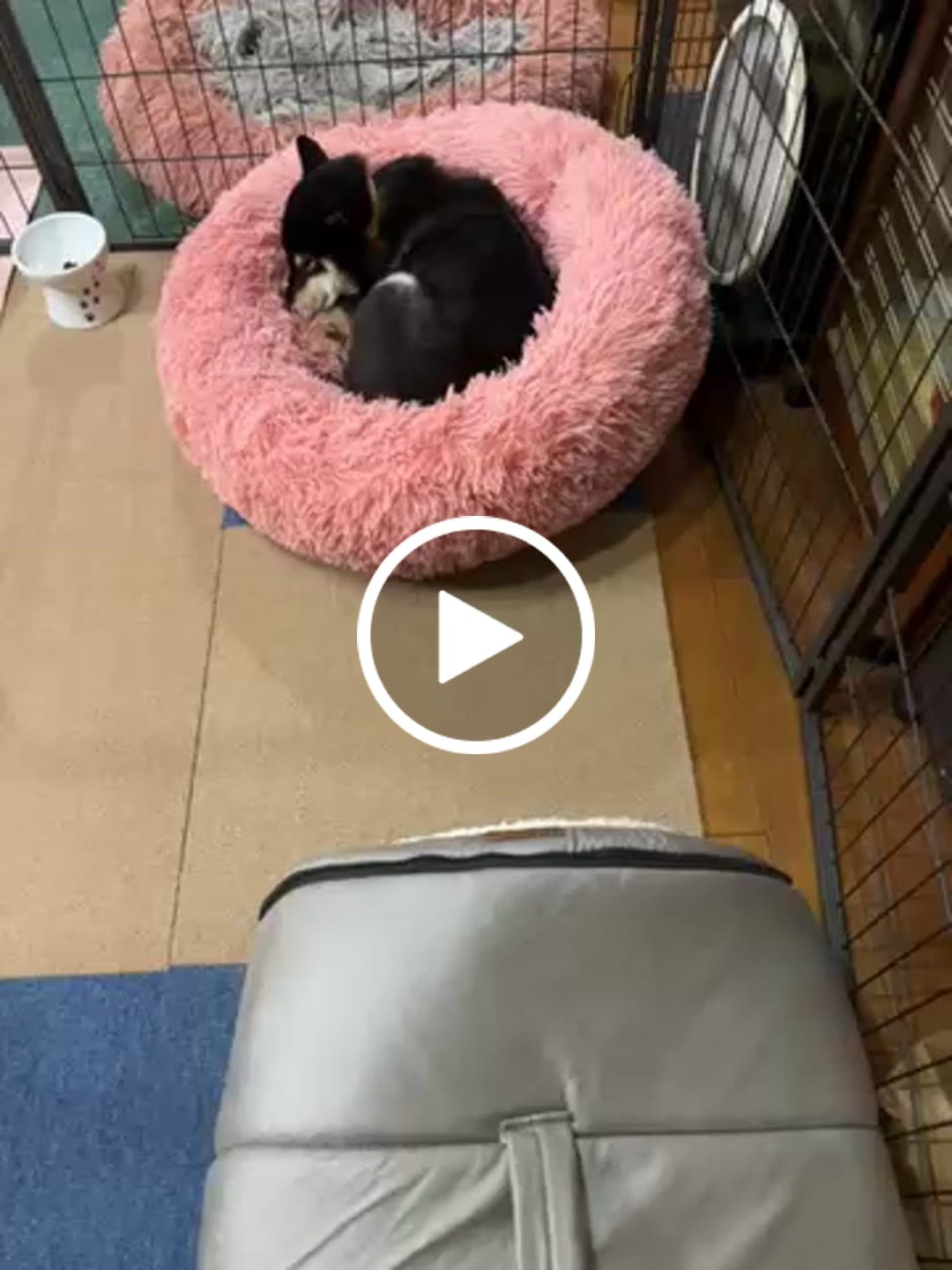 Customer video review of マイラ 日本製クッションベッド