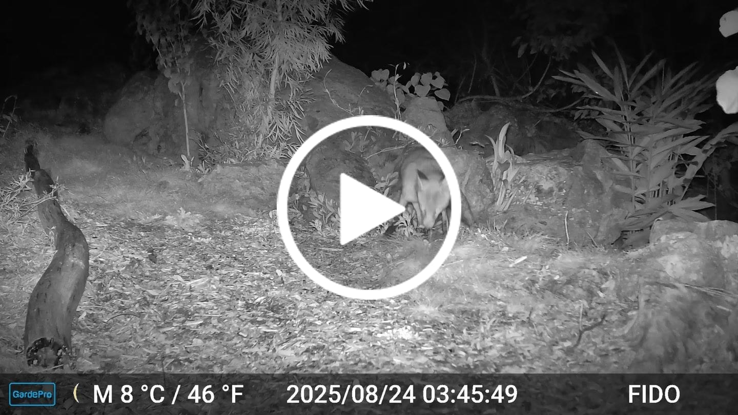 Customer video review of GardePro E8 2.0 WiFi Trail Camera
