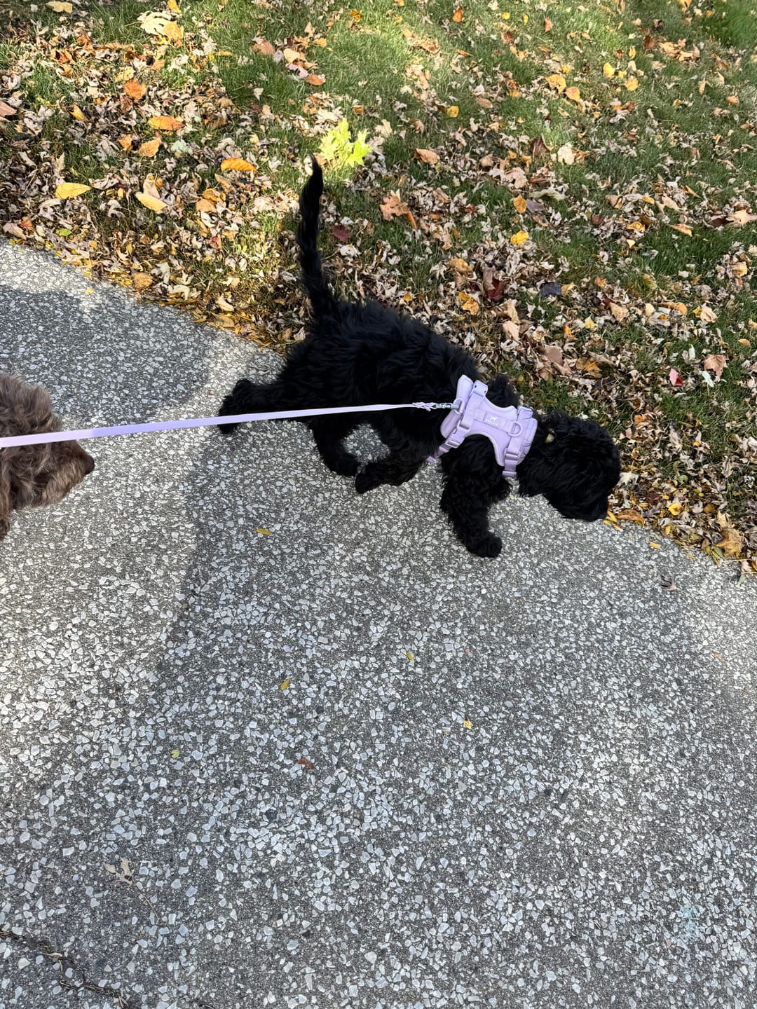 Customer photo review of Solace Waterproof Multi-Dog Connector / Traffic Handle