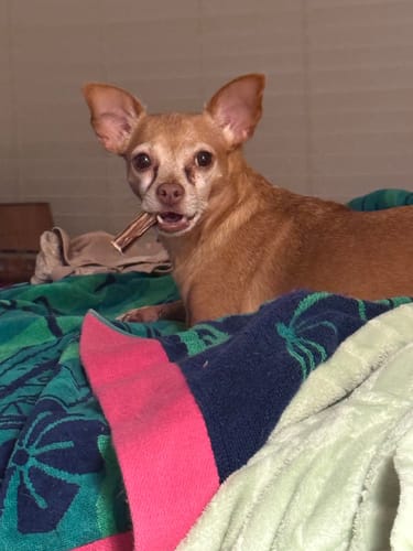 Customer photo review of Small Bully Sticks 5-6"