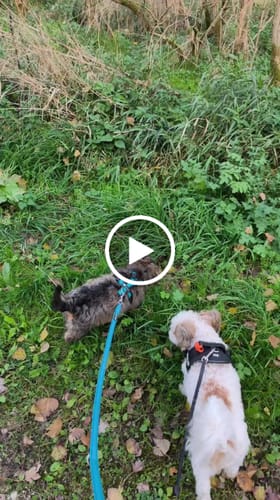 Customer video review of Y Shaped Dog Harness OPEN Petrol/Brown | AnnyX - XXS