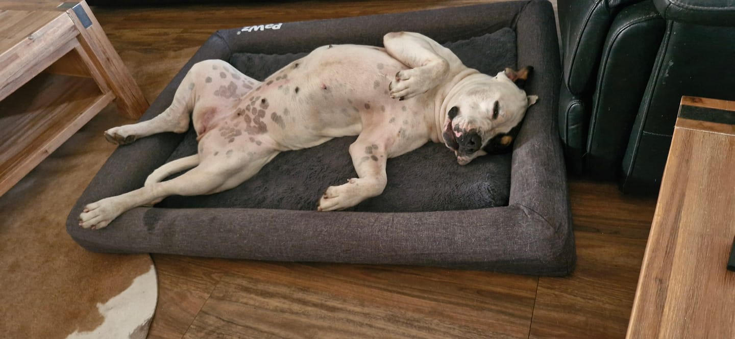 Customer photo review of Premium Memory Foam Calming Dog Bed