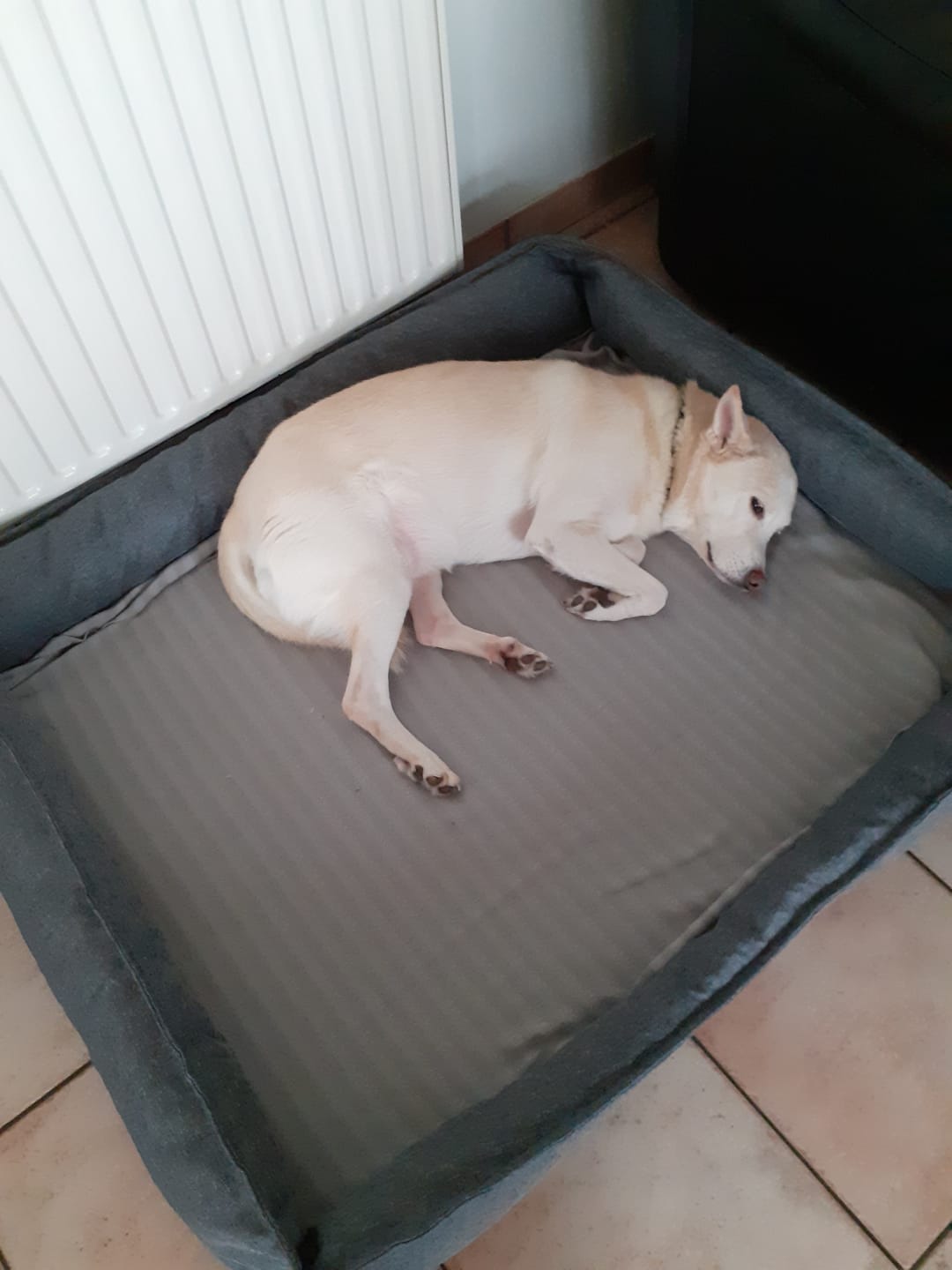 Customer photo review of Pet Perfect Hondenmand - Orthopedisch - Afritsbaar - Grijs