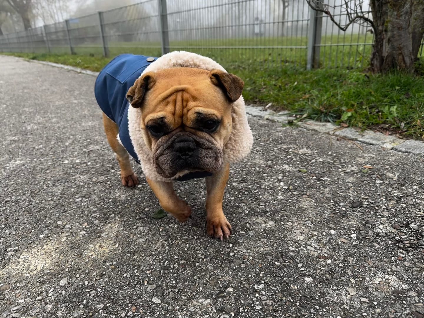 Customer photo review of Workdog Insulated Utility Jacket - Navy