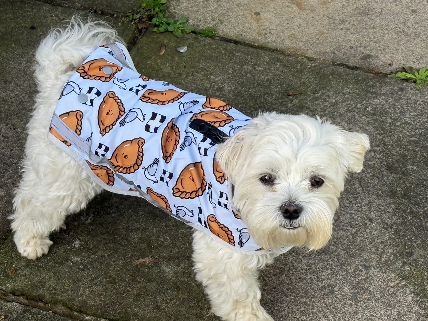 Customer photo review of Rain Jacket - Oggy Oggy Doggy