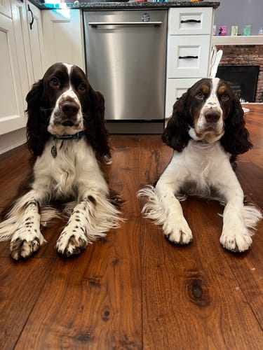 Customer photo review of WUNDERtreats