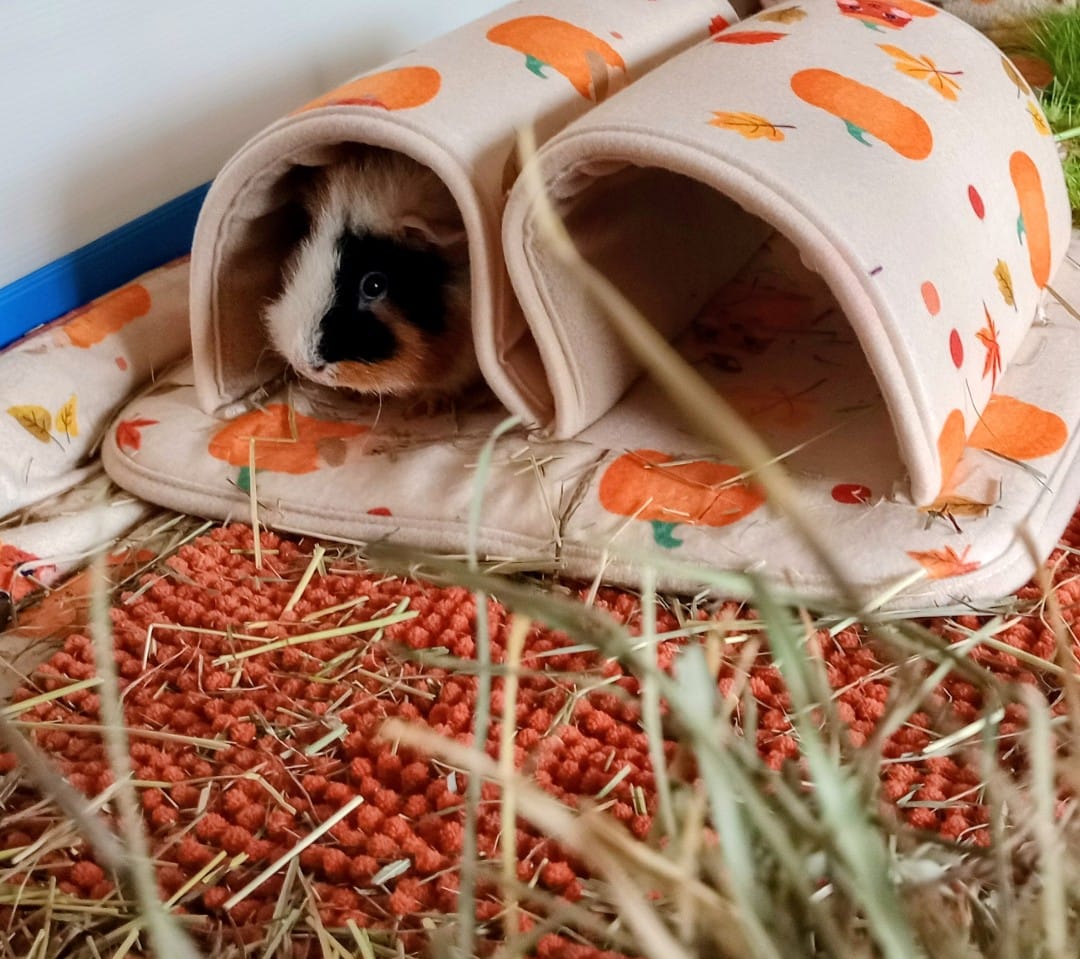 Customer photo review of Double Tunnel | Pawmkin