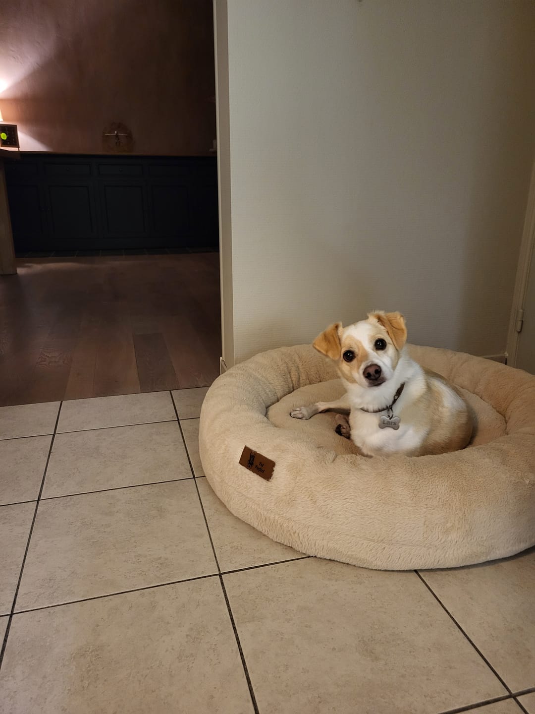 Customer photo review of Pet Perfect Hondenmand - Orthopedisch - Afritsbaar - Bruin